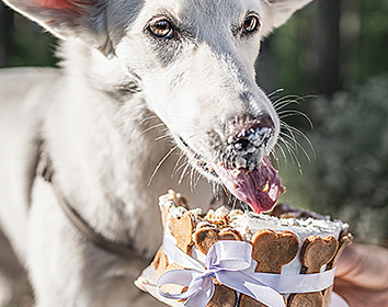 A light‑coloured dog licking the top of a frosted dog cake decorated with bone‑shaped biscuits and tied with a lilac ribbon, with some frosting on the dog’s nose.